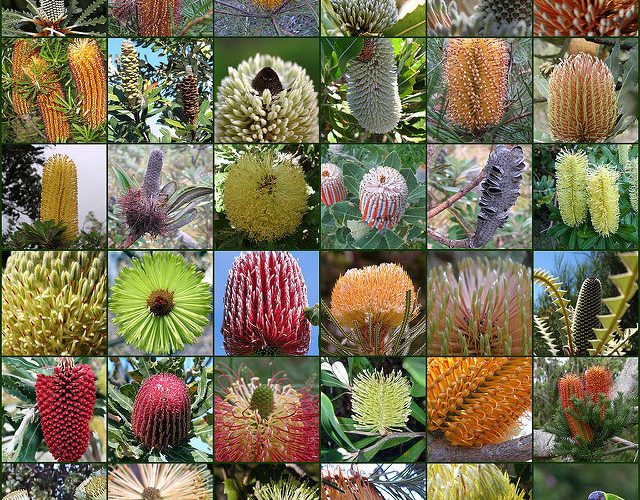 There's a huge variety of Banksia species, all with spectacular nectar rich flowers. Parrots will love the flowers, seed pods, branches and foliage of any Banksia