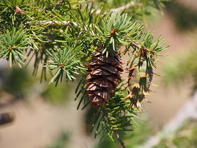 Douglas fir pine cones